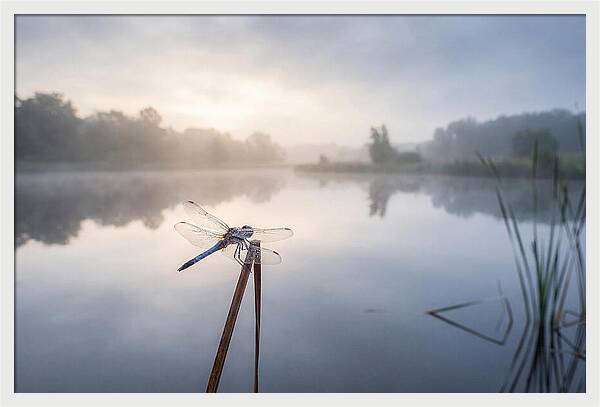 Dragonfly Perched At Dawn
