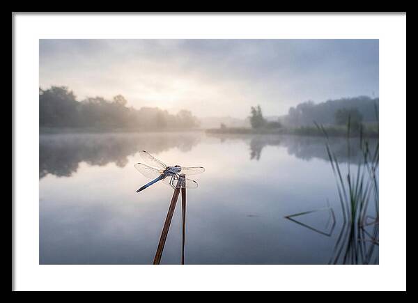 Dragonfly Perched At Dawn