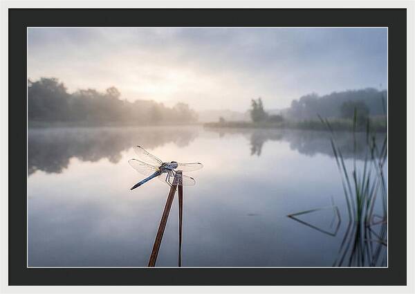 Dragonfly Perched At Dawn