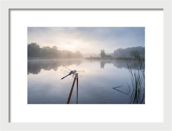 Dragonfly Perched At Dawn