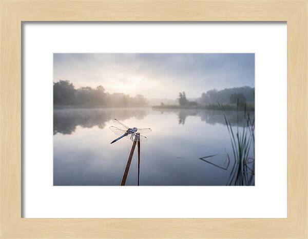 Dragonfly Perched At Dawn