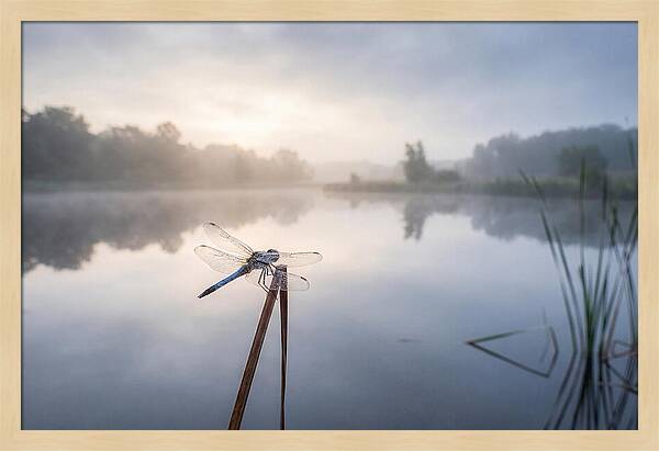 Dragonfly Perched At Dawn
