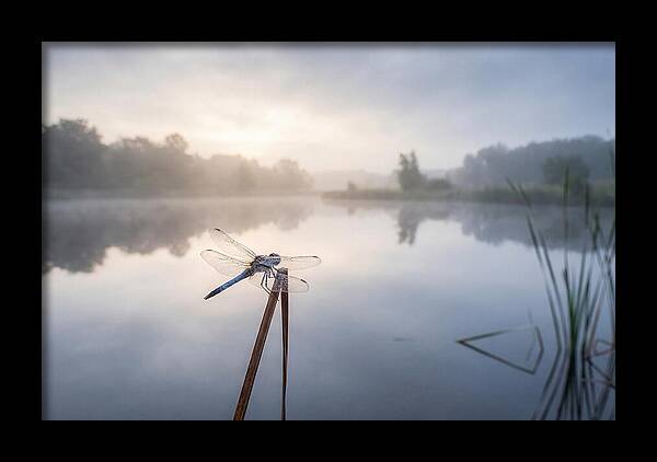 Dragonfly Perched At Dawn