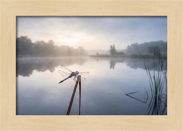 Dragonfly Perched At Dawn