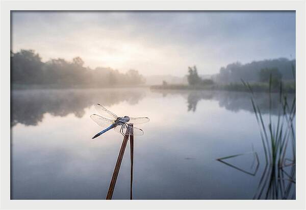 Dragonfly Perched At Dawn