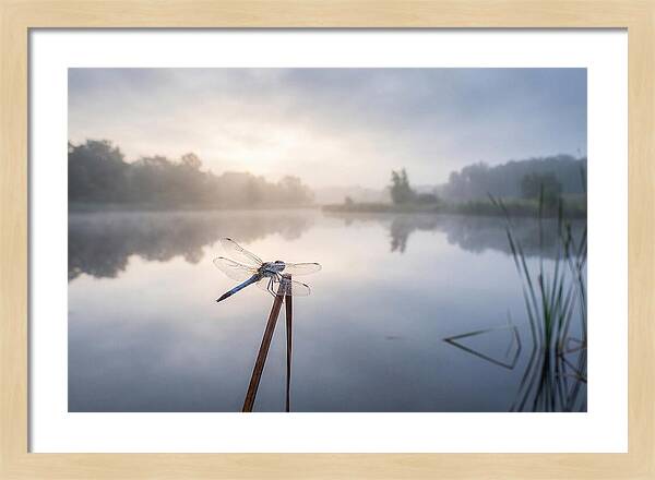 Dragonfly Perched At Dawn