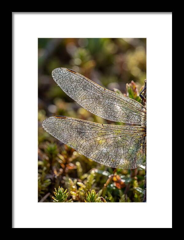 Dragonfly Wing Veins