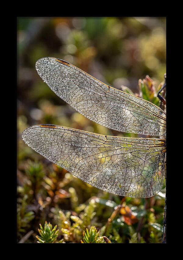 Dragonfly Wing Veins
