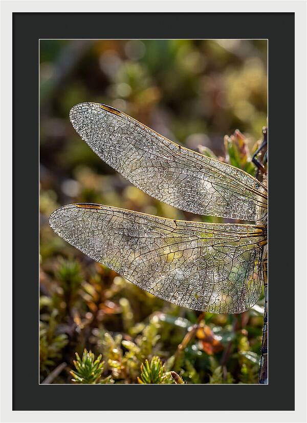 Dragonfly Wing Veins
