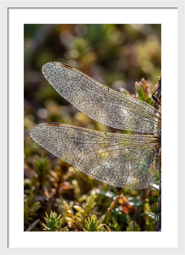 Dragonfly Wing Veins