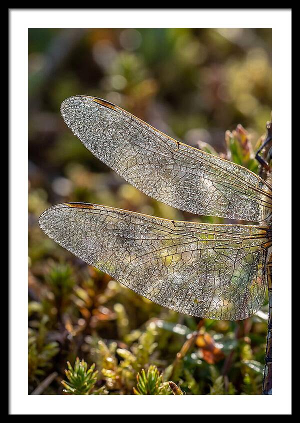 Dragonfly Wing Veins