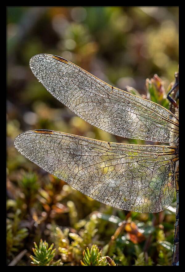 Dragonfly Wing Veins