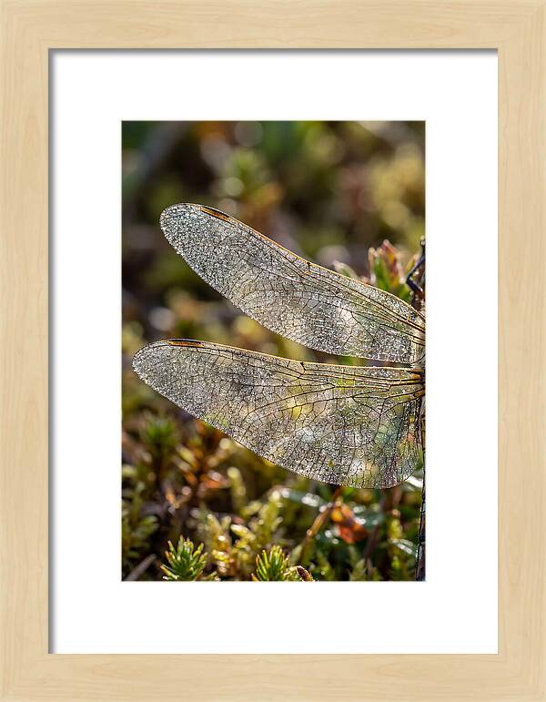 Dragonfly Wing Veins