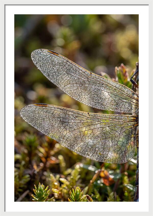 Dragonfly Wing Veins
