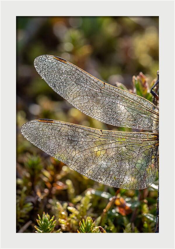 Dragonfly Wing Veins