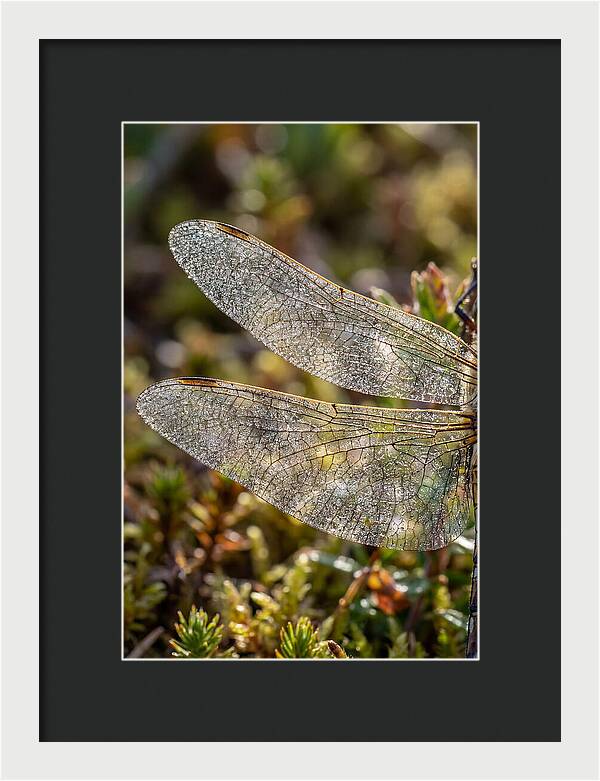 Dragonfly Wing Veins