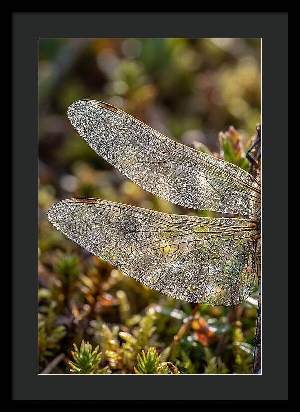 Dragonfly Wing Veins