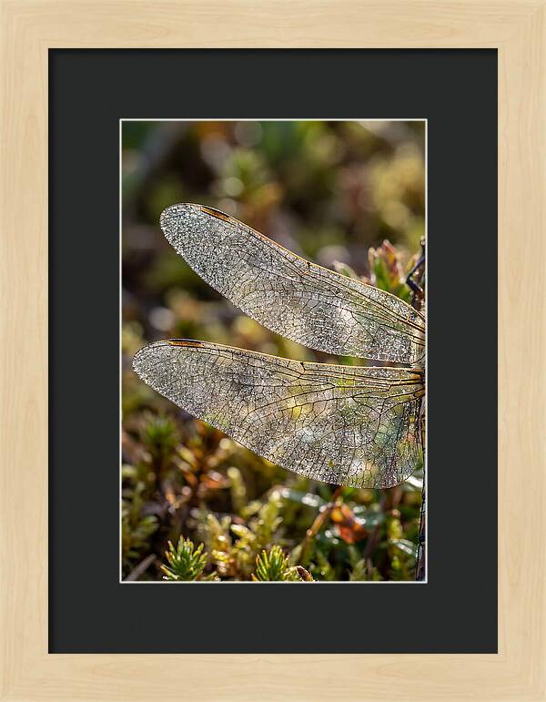 Dragonfly Wing Veins