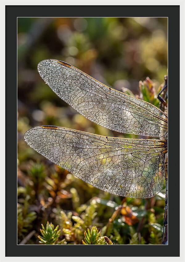 Dragonfly Wing Veins