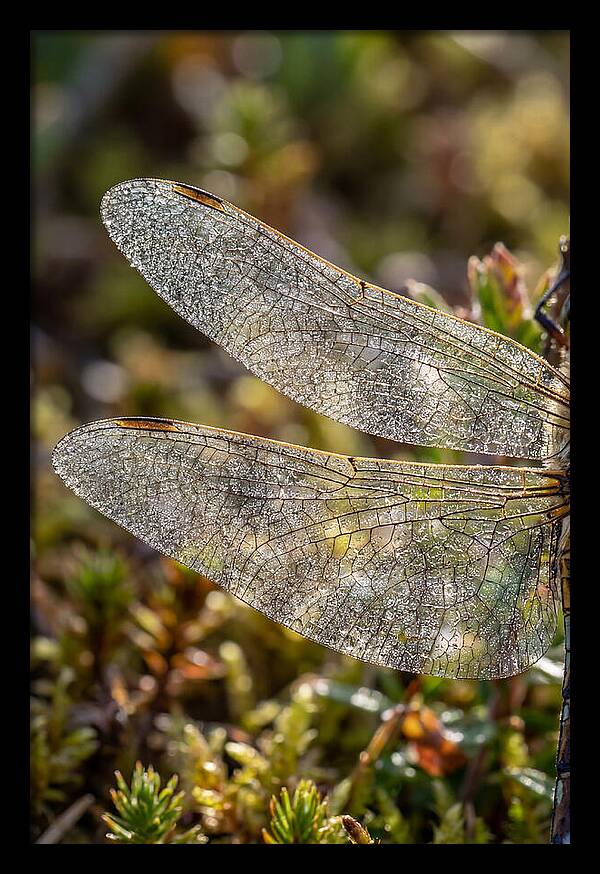 Dragonfly Wing Veins