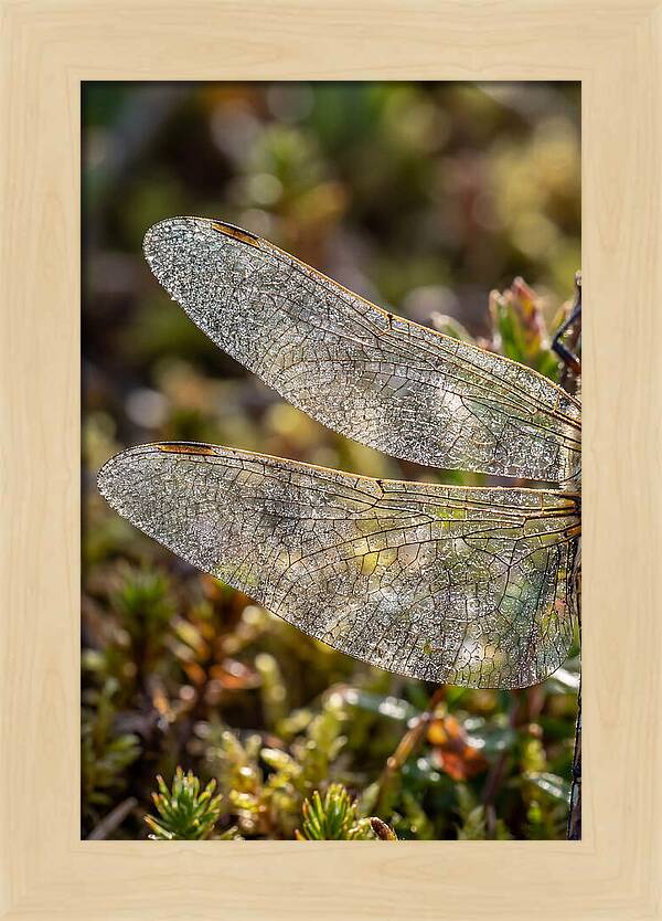 Dragonfly Wing Veins