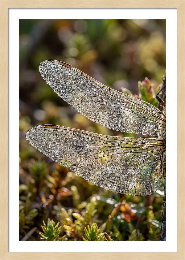 Dragonfly Wing Veins