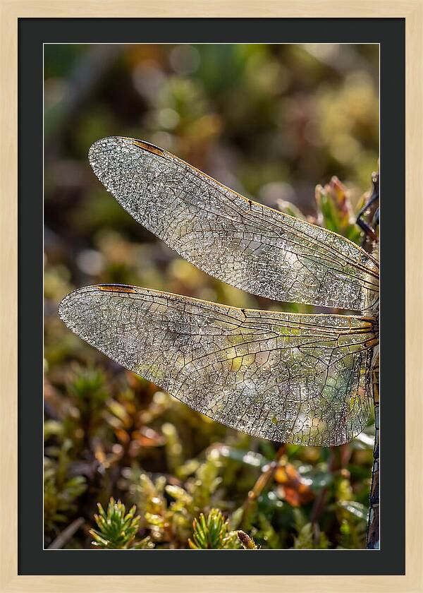 Dragonfly Wing Veins