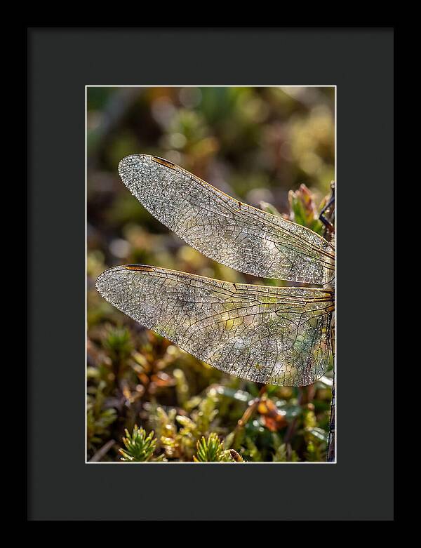 Dragonfly Wing Veins