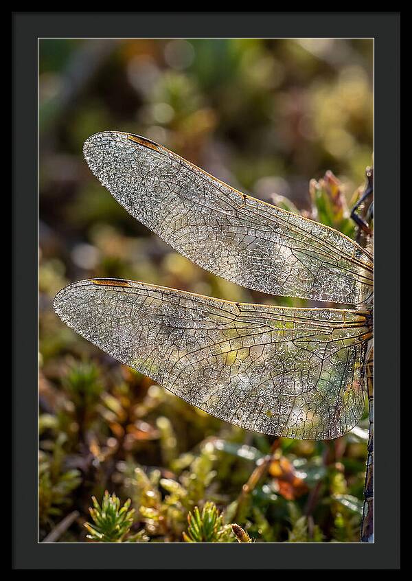 Dragonfly Wing Veins