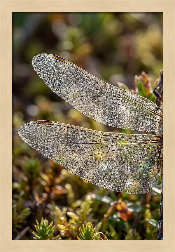Dragonfly Wing Veins