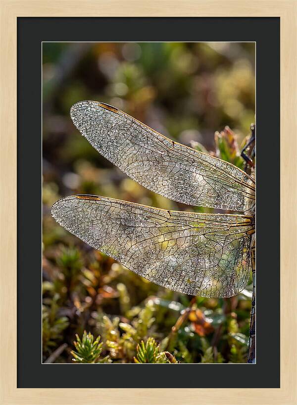 Dragonfly Wing Veins