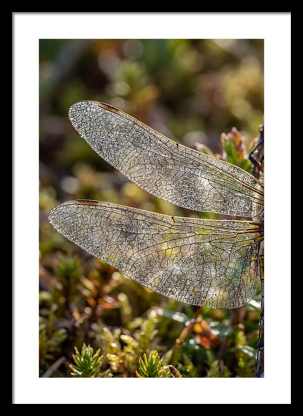 Dragonfly Wing Veins