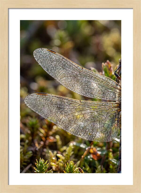 Dragonfly Wing Veins