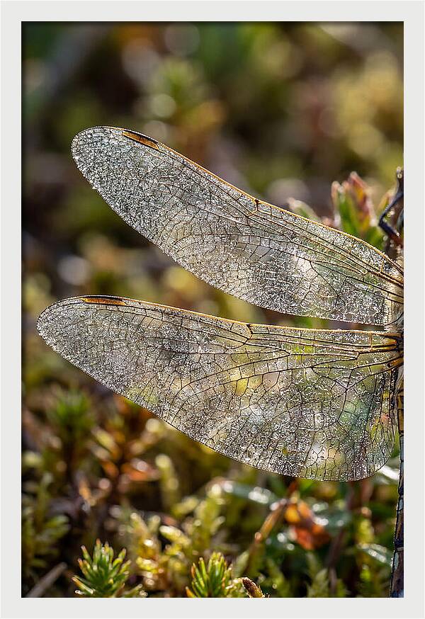 Dragonfly Wing Veins