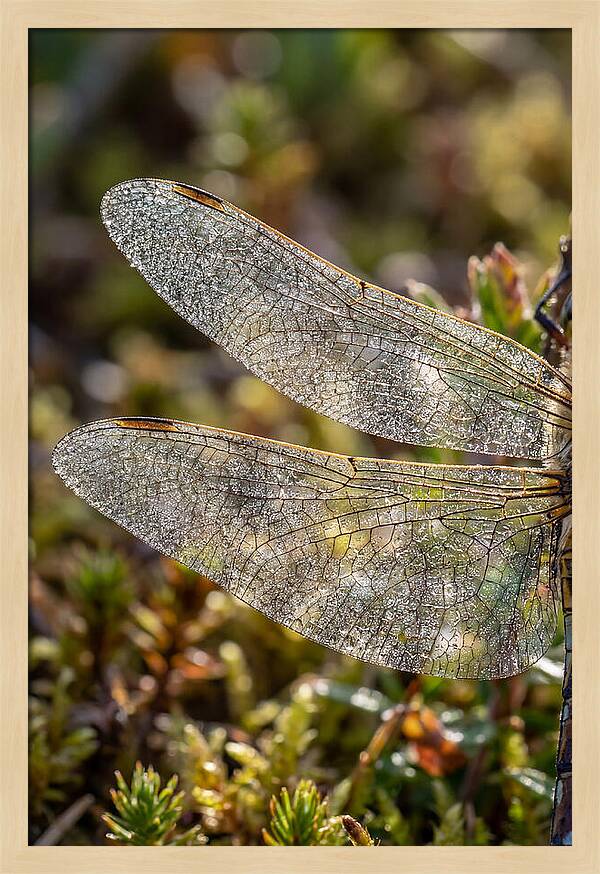 Dragonfly Wing Veins