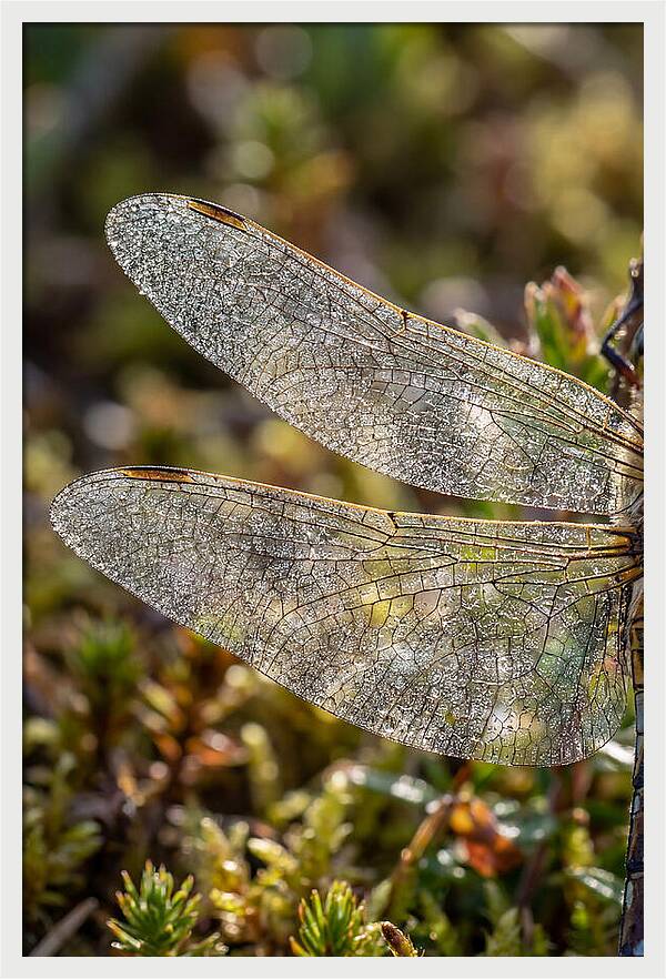 Dragonfly Wing Veins