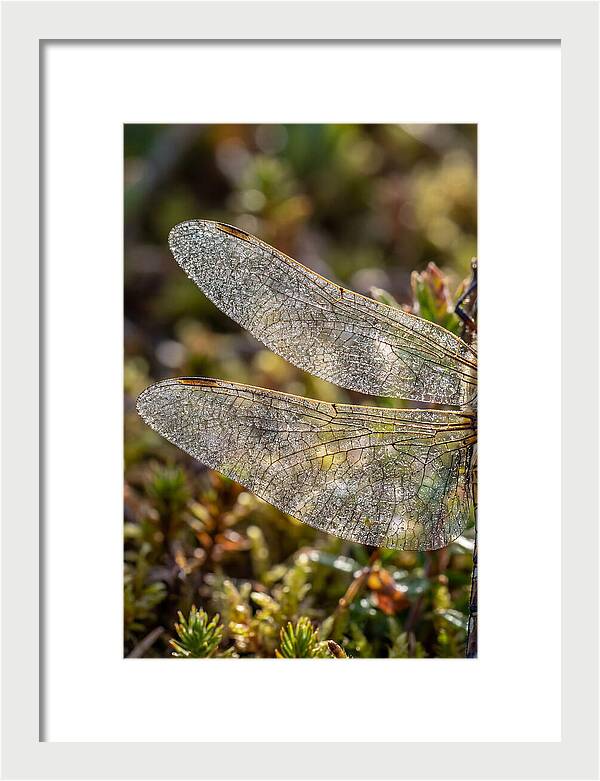 Dragonfly Wing Veins
