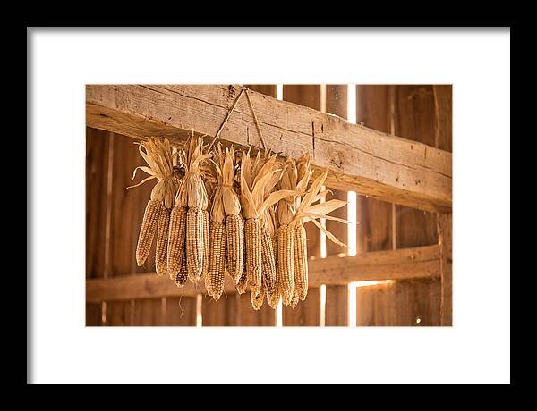Dried Corn Hanging From Rustic Beam