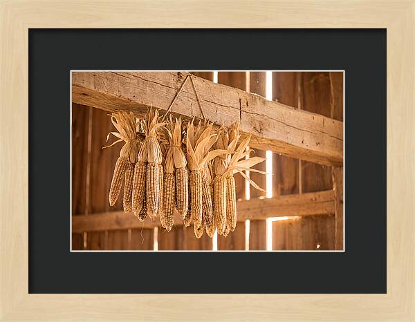 Dried Corn Hanging From Rustic Beam