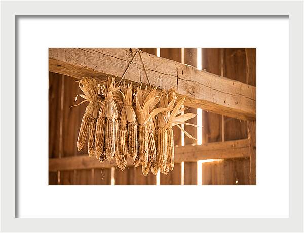 Dried Corn Hanging From Rustic Beam