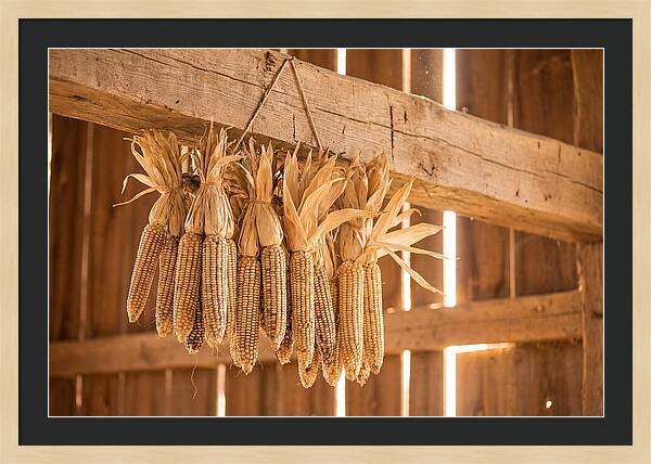 Dried Corn Hanging From Rustic Beam