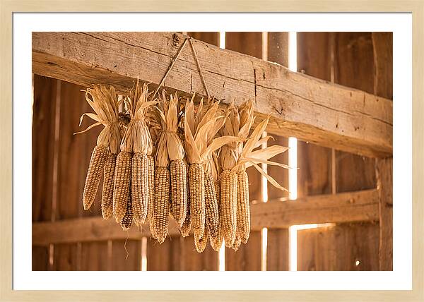 Dried Corn Hanging From Rustic Beam