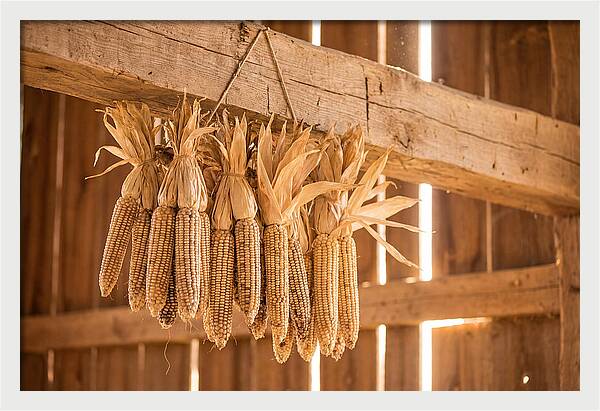 Dried Corn Hanging From Rustic Beam