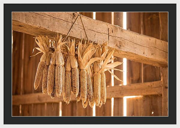 Dried Corn Hanging From Rustic Beam