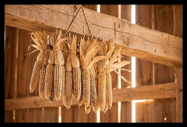 Dried Corn Hanging From Rustic Beam