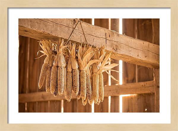 Dried Corn Hanging From Rustic Beam