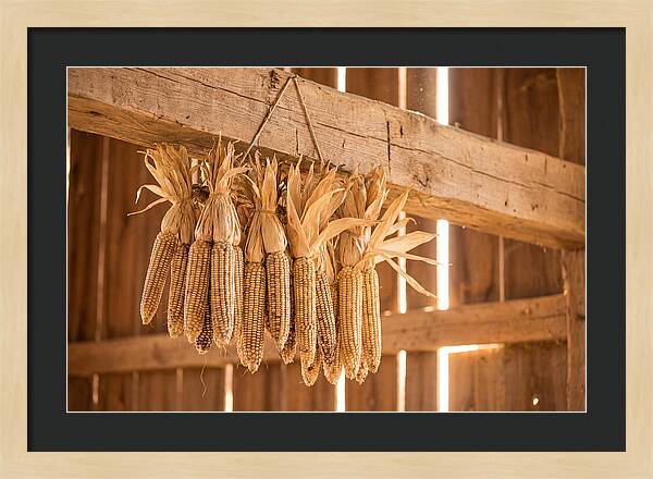 Dried Corn Hanging From Rustic Beam