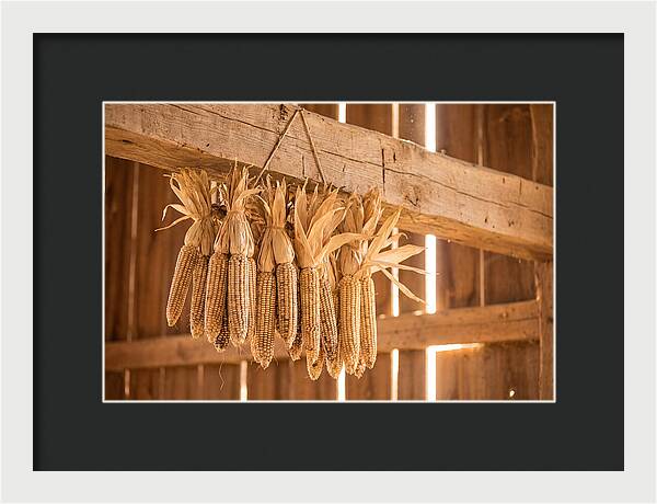 Dried Corn Hanging From Rustic Beam