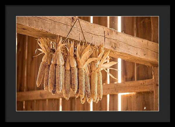 Dried Corn Hanging From Rustic Beam