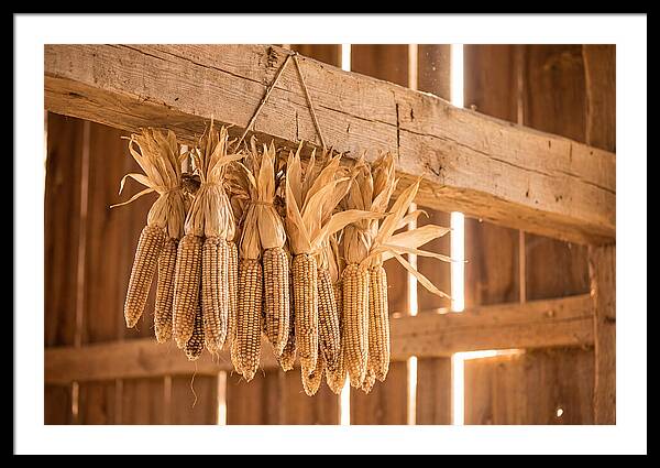 Dried Corn Hanging From Rustic Beam